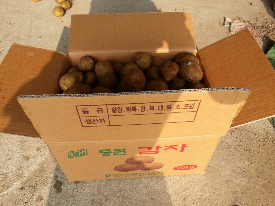 감자 (금가농장)